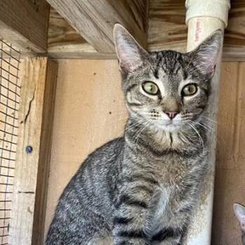 Hardy -  Domestic Short Hair Cat for Adoption in West Palm Beach, Florida - Hardy | PetCurious