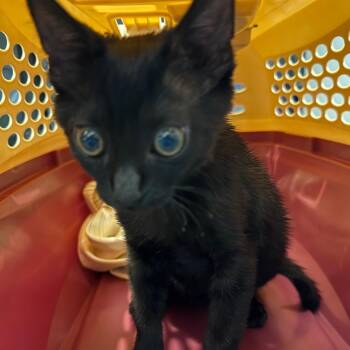 Fork -  Domestic Short Hair Cat for Adoption in Allentown, Pennsylvania - Fork | PetCurious