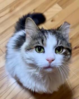 Rufus -  Domestic Long Hair Cat for Adoption in Albany, New York - Rufus | PetCurious