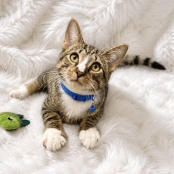 Robbie -  Domestic Short Hair Cat for Adoption in Inman, South Carolina - Robbie | PetCurious
