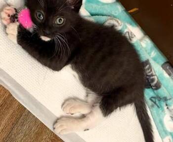 Everett -  Domestic Short Hair Cat for Adoption in Kansas City, Missouri - Everett | PetCurious