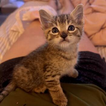 Domestic Short Hair Cats Available for Adoption in Tustin, California - 2 Short | PetCurious