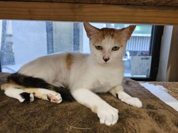 Violadee -  Domestic Short Hair Cat for Adoption in Hudson, New Hampshire - Violadee | PetCurious