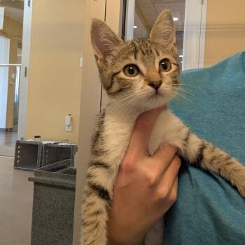 Fruity -  Domestic Short Hair Cat for Adoption - Fruity | PetCurious