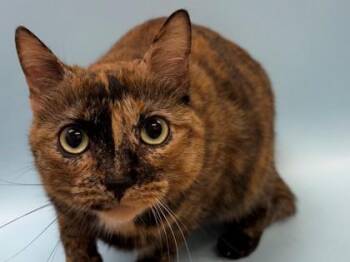 Coco -  Domestic Short Hair Cat for Adoption in Golden Valley, Minnesota - Coco | PetCurious