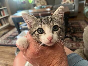 Domestic Short Hair Cats Available for Adoption in Fort Collins, Colorado - Tansy | PetCurious