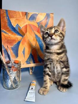 Domestic Short Hair Cats Available for Adoption in Vacaville, California - Pablo Picatso | PetCurious