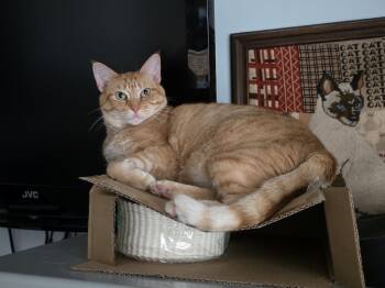 Rescue Domestic Short Hair Cats for Adoption in Lewisburg, Tennessee - Dani | PetCurious