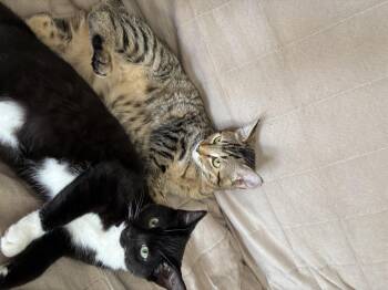 Rescue Domestic Short Hair Cats for Adoption in Stockton, California - Moffat INDOOR ONLY | PetCurious