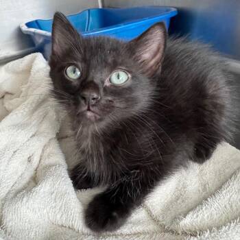 Zenith -  American Shorthair Cat for Adoption in Asheville, North Carolina - Zenith | PetCurious