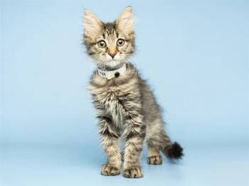 LOUIE -  Domestic Short Hair Cat for Adoption in Phoenix, Arizona - LOUIE | PetCurious