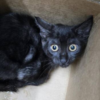 Bravo -  Domestic Short Hair Cat for Adoption in Newark, New Jersey - Bravo | PetCurious