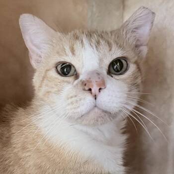 Jimmy -  Domestic Short Hair Cat for Adoption in Santa Fe, New Mexico - Jimmy | PetCurious