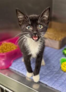 Maple in foster -  Domestic Short Hair Cat for Adoption in Danielsville, Georgia - Maple In Foster | PetCurious