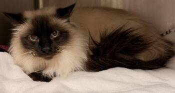Madeline -  Himalayan Cat for Adoption in Redmond, Oregon - Madeline | PetCurious