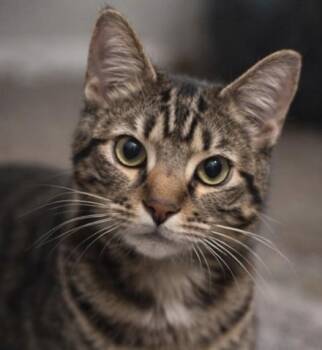 Domestic Short Hair Cats Available for Adoption in Fort Worth, Texas - Pixel Bug (Bonded To Penelope) | PetCurious