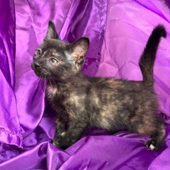 Tiny  Pasadena 56465 -  Domestic Short Hair Cat for Adoption in Eaton Rapids, Michigan - Tiny  Pasadena 56465 | PetCurious