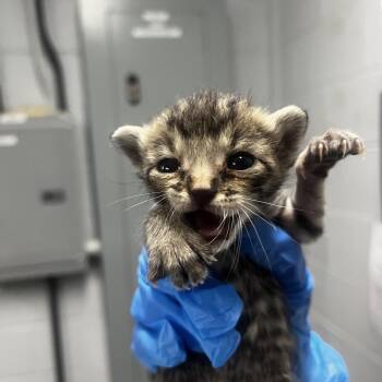 Greg -  Domestic Short Hair Cat for Adoption in Summerville, South Carolina - Greg | PetCurious