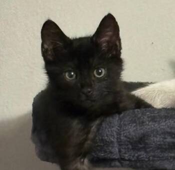 Andy (bonded with Simon) -  Domestic Short Hair Cat for Adoption in Fort Worth, Texas - Andy (bonded With Simon) | PetCurious