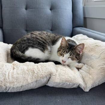 Biscuit -  Domestic Short Hair Cat for Adoption in Goshen, Indiana - Biscuit | PetCurious