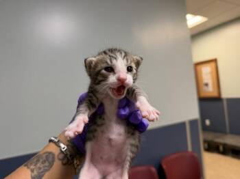 Domestic Short Hair Cats Available for Adoption in Doral, Florida - MUMU | PetCurious