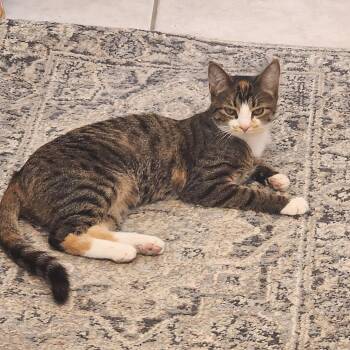 Rescue Domestic Short Hair Cats for Adoption in Santa Fe, New Mexico - Izabella | PetCurious