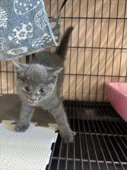 26-428 Poppy -  Domestic Short Hair Cat for Adoption in Barnesville, Georgia - 26-428 Poppy | PetCurious