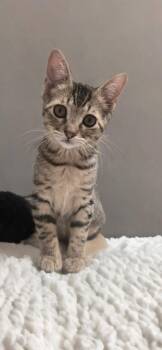 Golden Honey -  Domestic Short Hair Cat Available for Adoption in Houston, Texas - Golden Honey | PetCurious