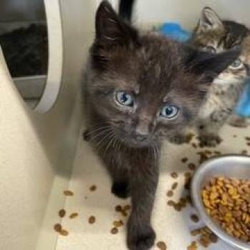 Domestic Short Hair Cats Available for Adoption - Lucifer | PetCurious