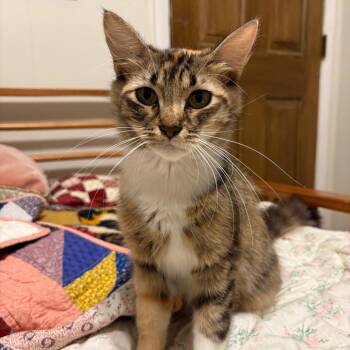 Beverly Girl-CA -  Domestic Medium Hair Cat for Adoption in Tallahassee, Florida - Beverly Girl-CA | PetCurious