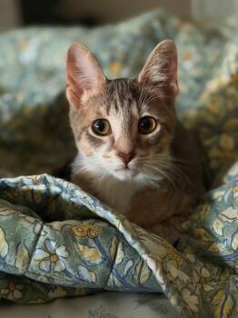 Rookie -  Domestic Short Hair Cat for Adoption in Sterling Heights, Michigan - Rookie | PetCurious