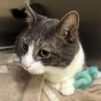 Gizmo- 52420 -  Domestic Short Hair Cat for Adoption in Columbia, Maryland - Gizmo- 52420 | PetCurious