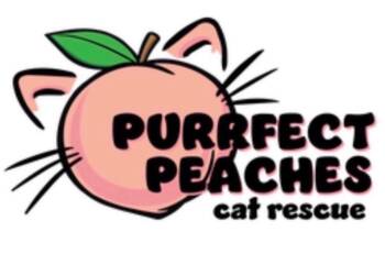 Sugar Pie -  Domestic Short Hair Cat for Adoption in Douglasville, Georgia - Sugar Pie | PetCurious