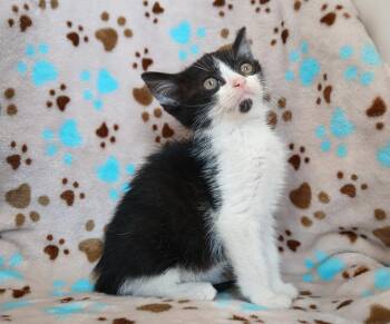 Cashew -  Domestic Short Hair Cat for Adoption in Dickson, Tennessee - Cashew | PetCurious
