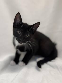 Domestic Short Hair and Tuxedo Cats Available for Adoption in Greensboro, North Carolina - Charlie | PetCurious