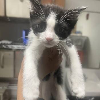 Domestic Short Hair Cats Available for Adoption in Philadelphia, Pennsylvania - Telly Monster | PetCurious