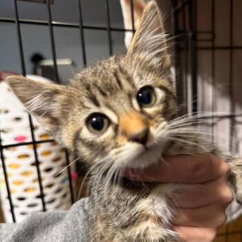Fiddlesticks -  Domestic Short Hair Cat for Adoption in Wheeling, Illinois - Fiddlesticks | PetCurious