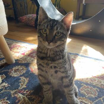 Marcellus -  Domestic Short Hair Cat for Adoption in Greenwood, Missouri - Marcellus | PetCurious