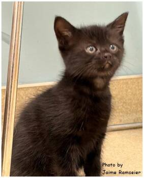 Cookie -  Domestic Short Hair and Siamese Cat for Adoption in Oak Ridge, Tennessee - Cookie | PetCurious