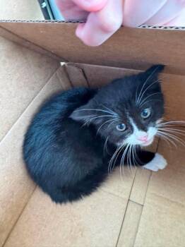 Coconut -  Domestic Short Hair Cat for Adoption in Van Wert, Ohio - Coconut | PetCurious