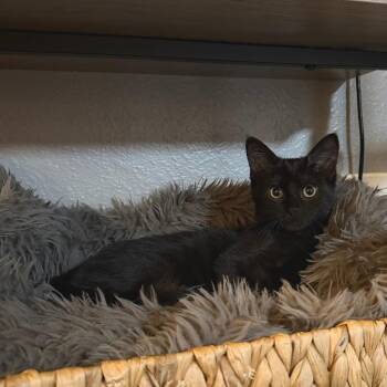 Fianna--In Foster -  Domestic Short Hair Cat for Adoption in Fargo, North Dakota - Fianna--In Foster | PetCurious