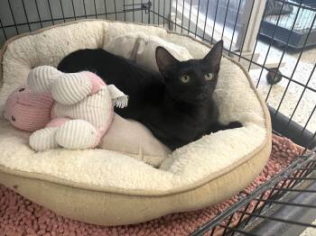 Rescue Domestic Short Hair Cats for Adoption in Baton Rouge, Louisiana - Cub | PetCurious