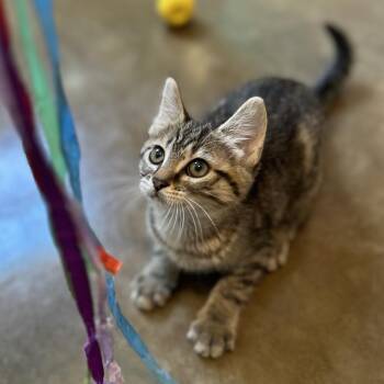 Raya -  Domestic Short Hair Cat for Adoption in Green Bay, Wisconsin - Raya | PetCurious