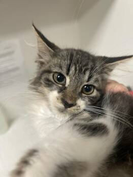 Casper -  Domestic Medium Hair Cat for Adoption in Greenfield, Indiana - Casper | PetCurious
