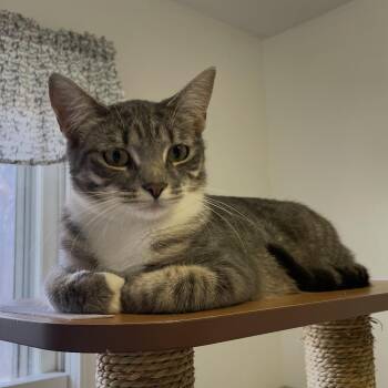 Rescue Domestic Short Hair Cats for Adoption in Brockport, New York - Shannon | PetCurious