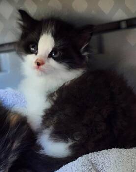 Domestic Medium Hair Cats Available for Adoption in Charlotte, North Carolina - TOMMY | PetCurious