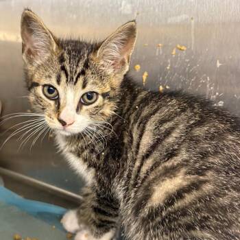 Rocket -  Domestic Short Hair Cat Available for Adoption in Pennsville Township, New Jersey - Rocket | PetCurious