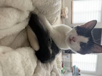 addy -  Domestic Short Hair Cat for Adoption in Homer Glen, Illinois - Addy | PetCurious