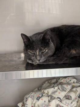 Sienna -  Domestic Short Hair Cat for Adoption in Liverpool, New York - Sienna | PetCurious