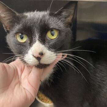 Scarecrow -  Domestic Short Hair Cat for Adoption in Blue Ridge, Georgia - Scarecrow | PetCurious